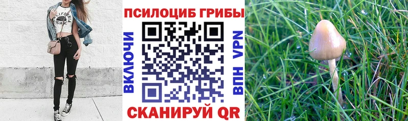 Галлюциногенные грибы Cubensis  сайты даркнета состав  Унеча 